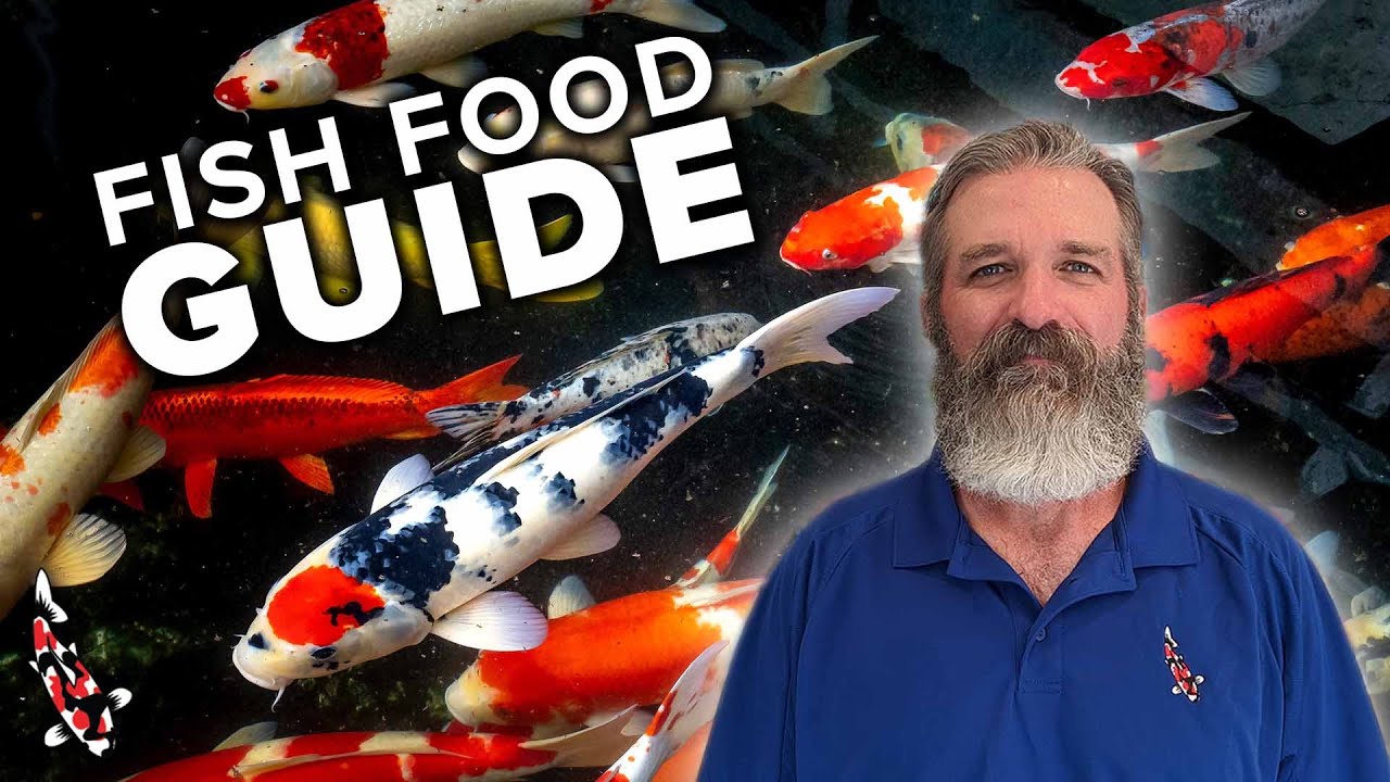 Feeding Your Koi: Everything You Need To Know