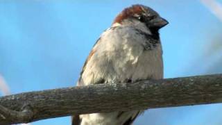 Columbus: O, once I had a glorious view