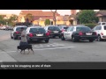 WWYD #1 - Hawthorne PD, CA - Officers shoot dog ...