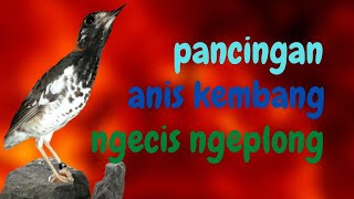 Download lagu SUARA  PANCINGAN ANIS KEMBANG NGEPLONG NGECIS mp3