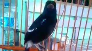 Download lagu Suara decu gacor full isian mp3