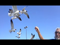 First Experience Feeding Sea Gulls French Fries By Hand