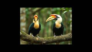 Download lagu Dua Burung Enggang Besar di Hutan India • Suara Burung Langka & Tampilan Dekat yang Menakjubkan 🐦🌿 #india #indonesia mp3 Download lagu Dua Burung Enggang Besar di Hutan India • Suara Burung Langka & Tampilan Dekat yang Menakjubkan 🐦🌿 #india #indonesia mp3