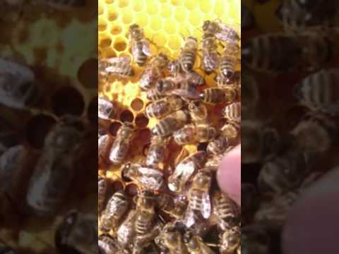 Apicultura Germania 1