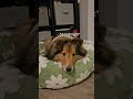 Need the perfect bed for your pup? You definitely need this one! 💞🐶