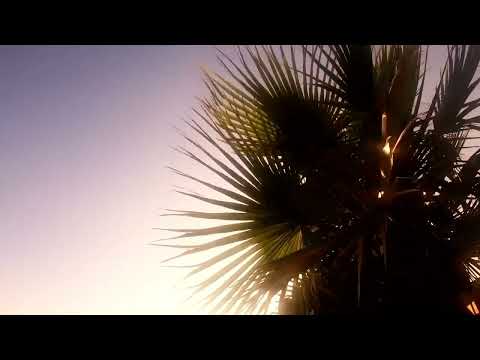 The Wildcard - 60 Nights of Summer [Motion Video]