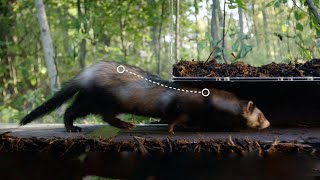 Why are Ferrets So Bendy | Weasels: Feisty & Fearless | BBC Earth