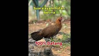 Download lagu Suara ayam hutan betina  mp3