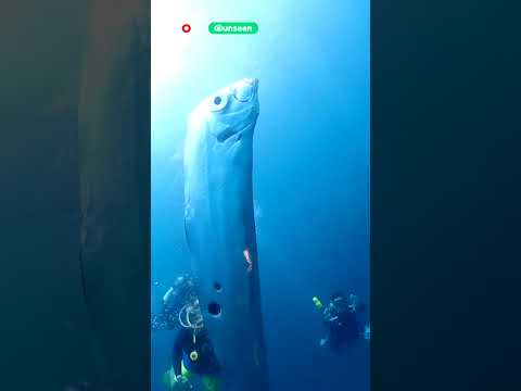 Zeldzame riemvissen levend aangespoeld