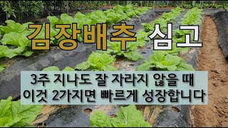 김장 배추 심고 3주 지나도 잘 자라지 않을 때 이것 2가지면 빠르게 성장합니다. #김장배추 가꾸기 #김장배…