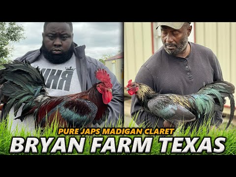 Pure Madigan Claret Japs Joe Goode Grey Albany Leiper Hatch | BRYAN FARM TEXAS