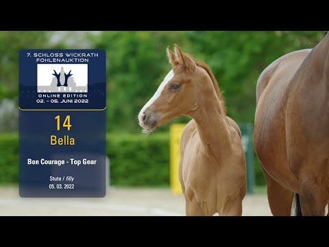 7. Schloss Wickrath Fohlenauktion Lot 14 Bella Stute v. Bon Courage - Top Gear