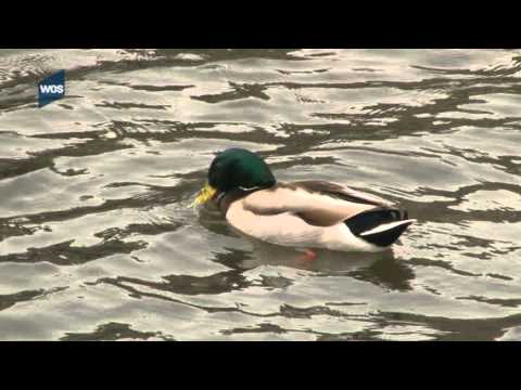 'Brood aan eendjes zorgt voor groepsverkrachting'