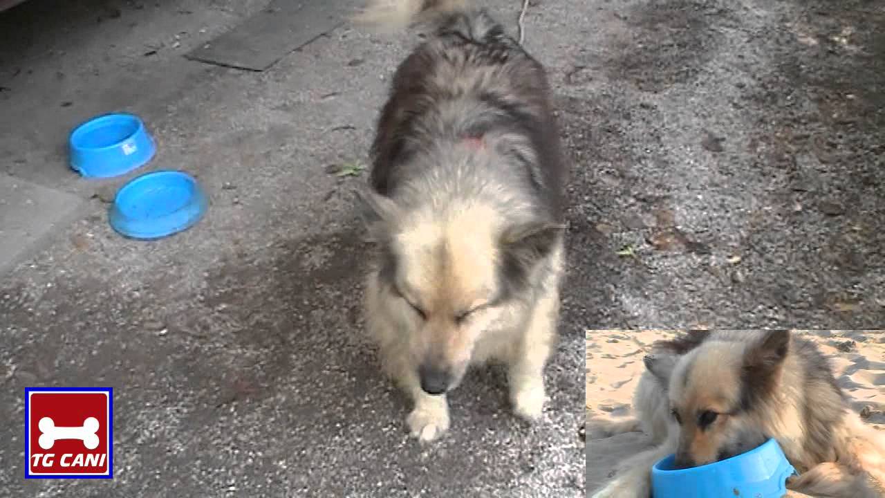 Estate in spiaggia con il cane al Campeggio Bosco Verde