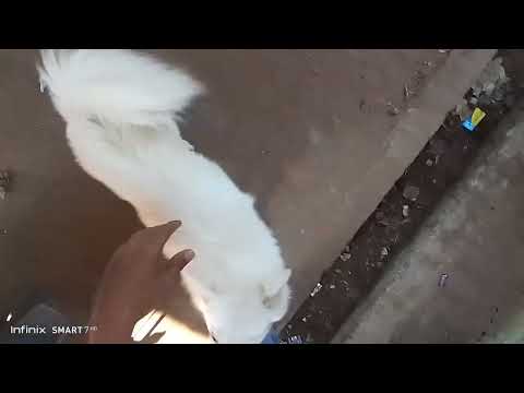 ☠️☠️☠️🔥🦴🦴🦴🐕🐕🐕🐕‍🦺🐕‍🦺🐕‍🦺🦮🦮