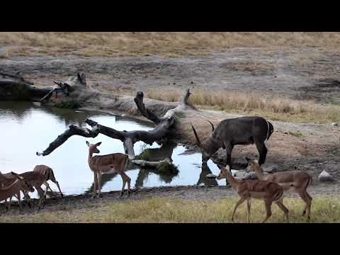 Djuma: Impala herd and Waterbuck bull - 12:30 - 08/06/18