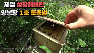 양봉장에 유일하게 도망안간 1호 토종벌, 3개월만에 살펴보기