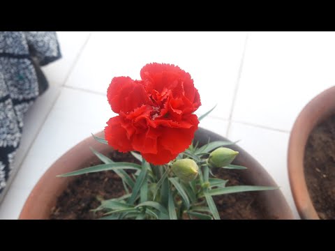 How to Grow and Care Carnation Flowering Plant
