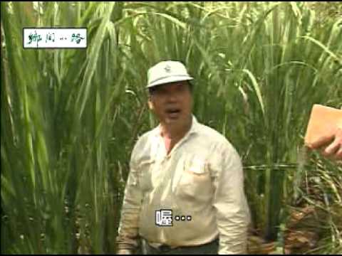 為我們的土地量身減肥 合理化施肥 - 筊白筍