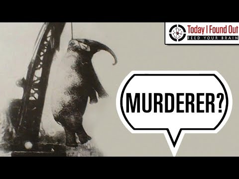 That Time an Elephant was Condemned to Execution by Hanging