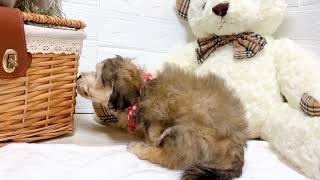 ハーフ犬の動画01