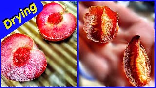 Fruit Preservation Methods - Drying Fruit in Oven (EASY)