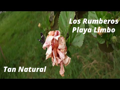 Los Rumberos y Playa Limbo - Tan Natural (Letra)