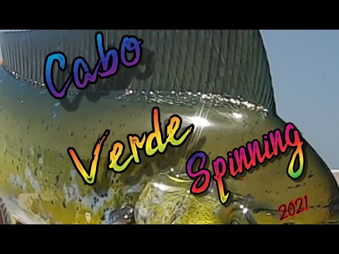 Guldmakrel på let grej