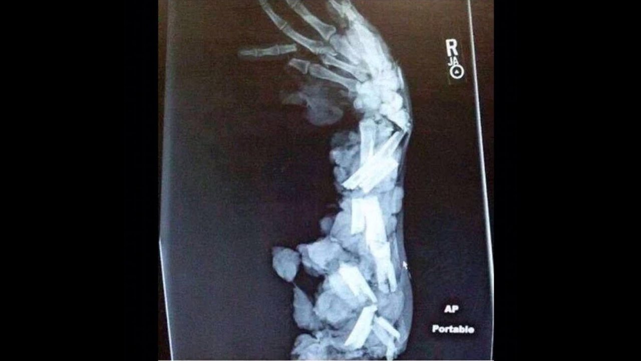 blizzard powerpoint presentations