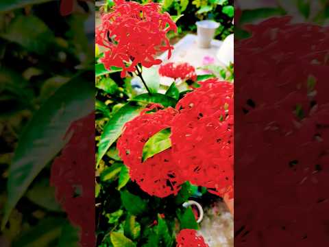 Beautiful garden#tredinga #beautiful flower 😍😍