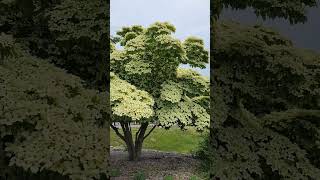 Dogwood tree at Highfield Hall &amp; Garden in Massachusetts