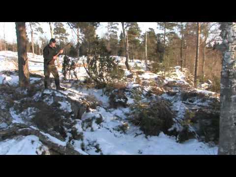 Vorsteh, en allroundhund