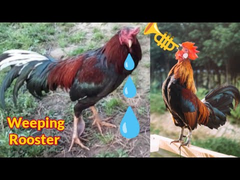 most beautiful rooster crowing compilation | various chicken breeds | Rooster crowing sound effect