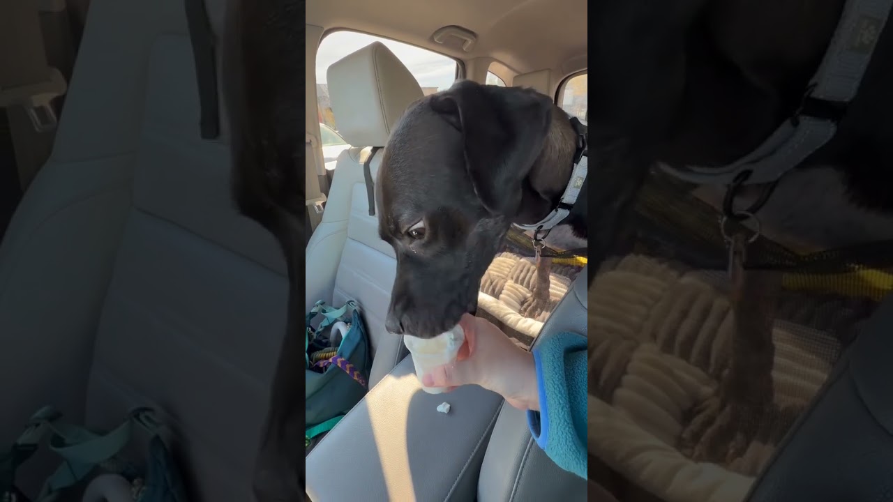 Enlarge Hopper, a Adoptable mixed breed in Richmond, VA video 4/6