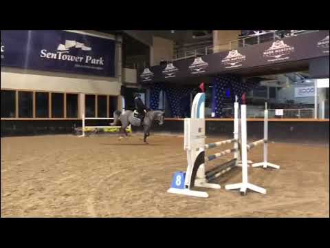 CARMINA BLANCHE - 6 yo, Mare by Clarimo x Night and Day