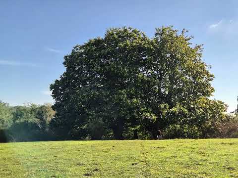 Predio rural 5,7 ha Paillaco