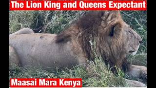 Majestic Lions and Lionesses of Maasai Mara | Kings and Queens Ruling the Savannah Grasslands.