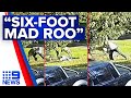 Victorian Man Fights Feisty Kangaroo In Dramatic Six Minute Brawl 9 News Australia