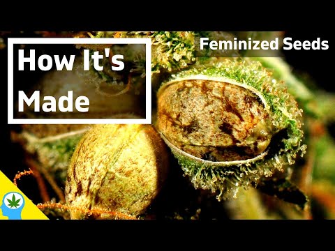 🌱How Do They Make Feminized w33d Seeds?