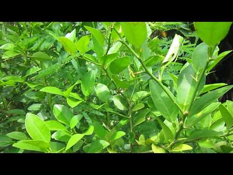 Qhia tshuaj tsam plab mob plab plab muaj cua plab ceev ceev ntawv los yog thoj plab