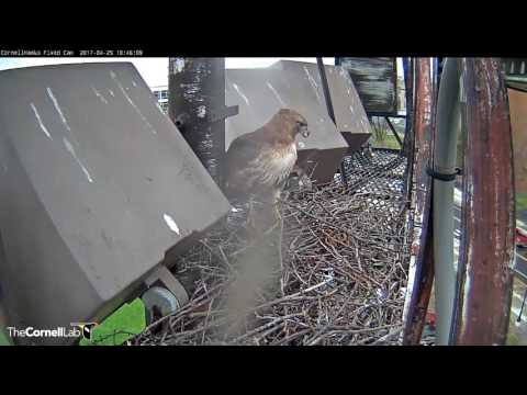 Big Red Brings a Stick to the Fernow Nest Site, April 25, 2017