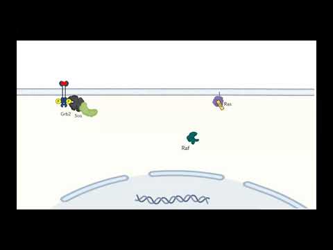 MAP Kinase Ras Raf Mek Erk signaling