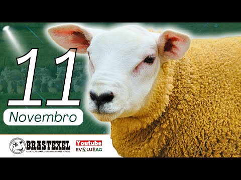 Julgamento Brastexel 11/11/2023 - Texel | Expo Iomerê