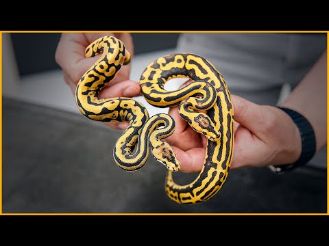 New Pieces to the PUZZLE Ball Python! | #Hetflix 153