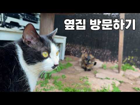부엉이 옆집에 놀러가다.