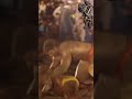 Tayyab Pehlwan Awan Vs Hameed Pehlwan Qasai Shortvideo Newkushti