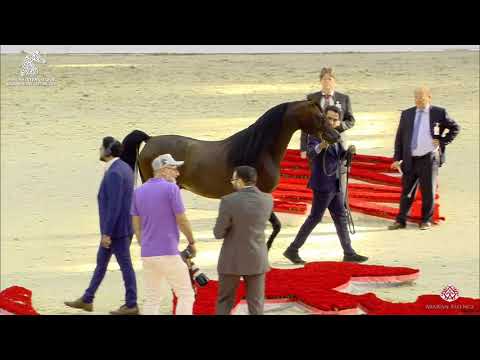 N 231 PROMETEUSZ   Sharjah Arabian Horse Festival 2020   Stallions 7 to 9 Years old Class 11