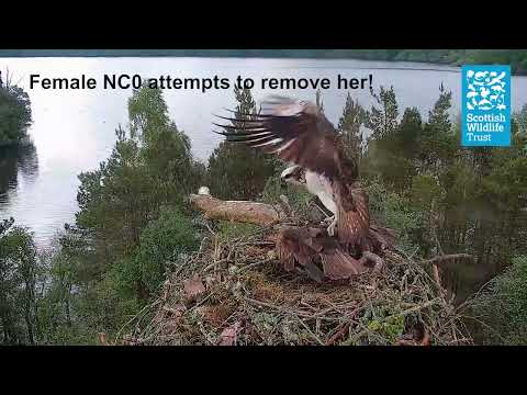 Female Osprey NC0 vs Intruder Blue '7C1' - Loch of the Lowes Webcam (2024)