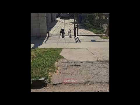 Dog barking sounds like man coughing