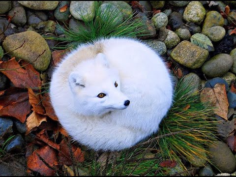 RIBITI x PIGUIM 05/08/2018